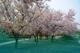 国产春色在线,探寻中国电影中的青春与色彩